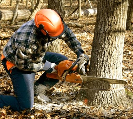 Tree Removal in Maud, TX